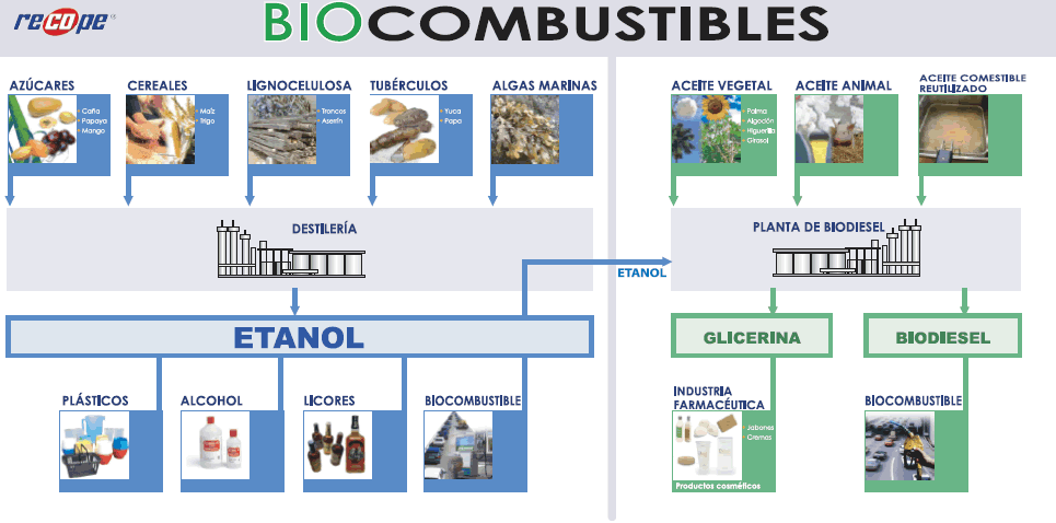 Biocombustibles comunes: etanol y biodiésel